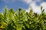 室内植物盆栽 园林盆栽