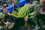 室内植物盆栽 园林盆栽