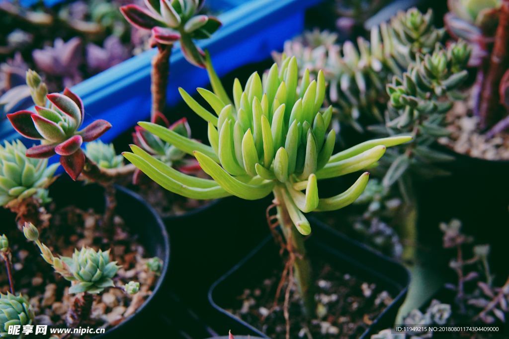 室内植物盆栽 园林盆栽