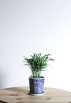 室内植物盆栽 园林盆栽