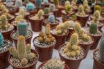 室内植物盆栽 园林盆栽