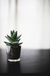 室内植物盆栽 园林盆栽