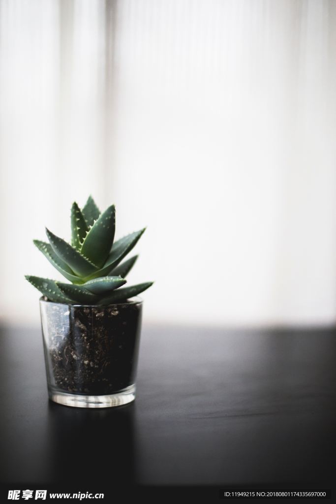室内植物盆栽 园林盆栽