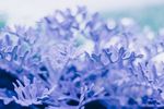 室内植物盆栽 园林盆栽