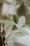 室内植物盆栽 园林盆栽