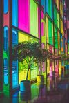 室内植物盆栽 园林盆栽