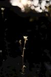 室内植物盆栽 园林盆栽
