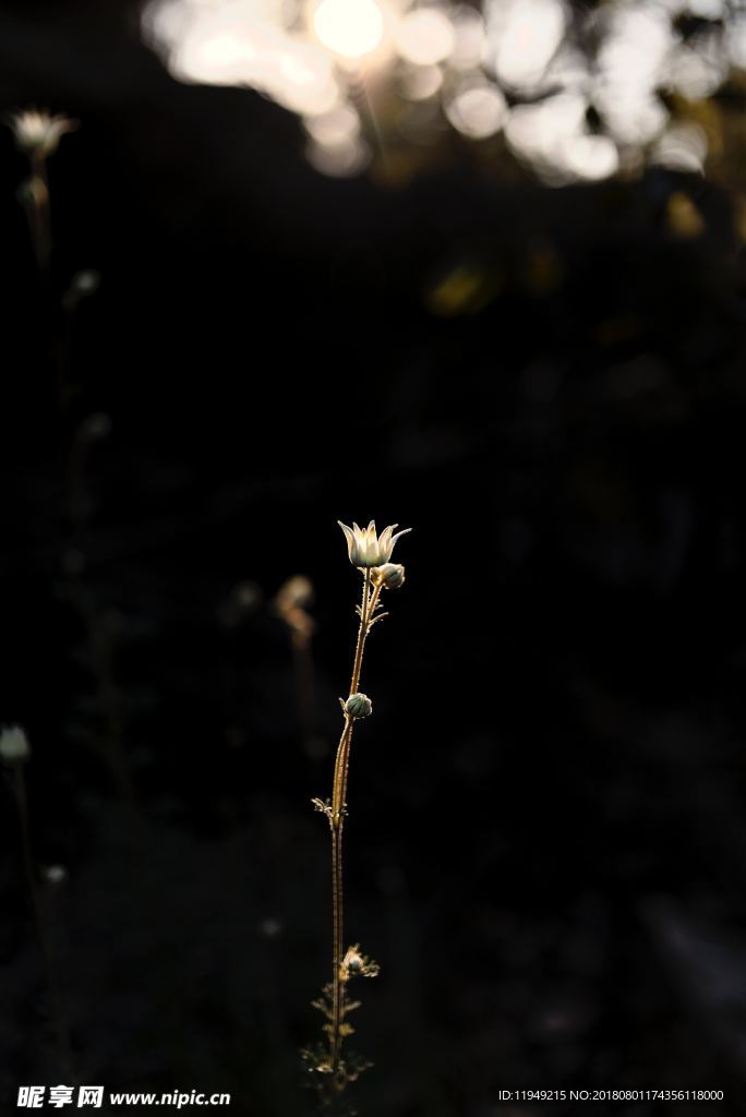 室内植物盆栽 园林盆栽