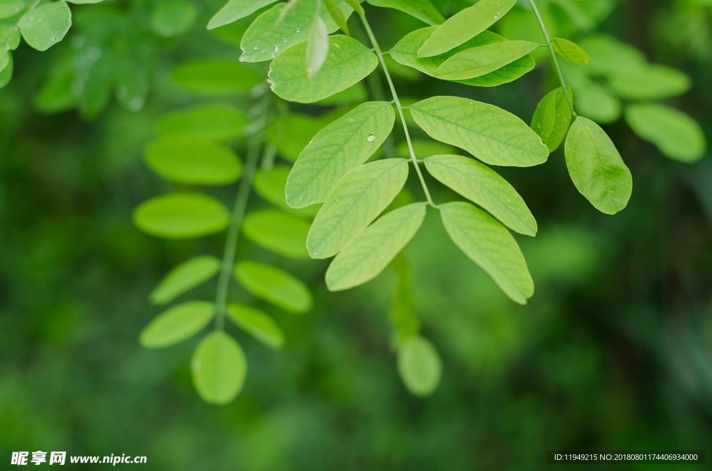 室内植物盆栽 园林盆栽