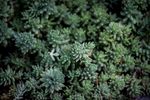 室内植物盆栽 园林盆栽