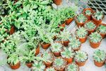 室内植物盆栽 园林盆栽