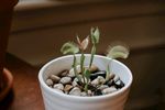 室内植物盆栽 园林盆栽