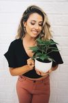 室内植物盆栽 园林盆栽
