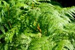 室内植物盆栽 园林盆栽