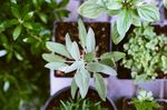室内植物盆栽 园林盆栽