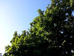 室内植物盆栽 园林盆栽