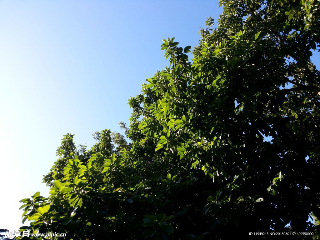 室内植物盆栽 园林盆栽