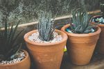 室内植物盆栽 园林盆栽