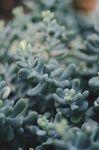 室内植物盆栽 园林盆栽