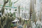 室内植物盆栽 园林盆栽