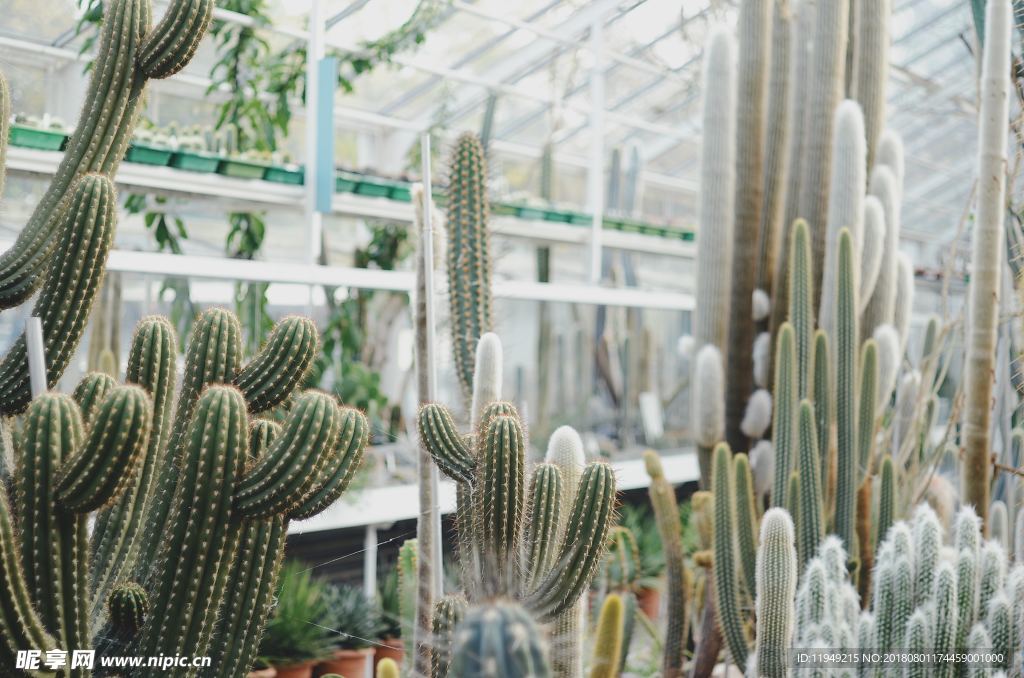 室内植物盆栽 园林盆栽