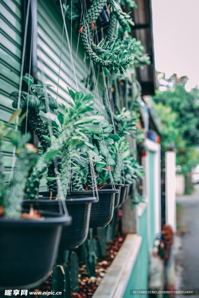 室内植物盆栽 园林盆栽