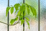 室内植物盆栽 园林盆栽