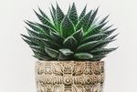室内植物盆栽 园林盆栽