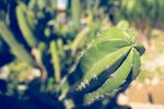 室内植物盆栽 园林盆栽