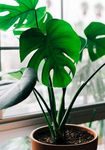 室内植物盆栽 园林盆栽