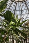 室内植物盆栽 园林盆栽