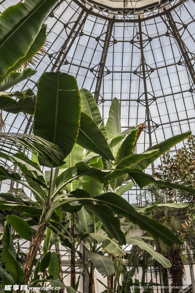 室内植物盆栽 园林盆栽