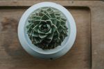 室内植物盆栽 园林盆栽