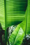 室内植物盆栽 园林盆栽