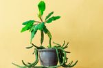 室内植物盆栽 园林盆栽