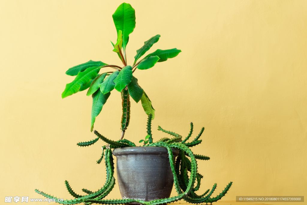 室内植物盆栽 园林盆栽