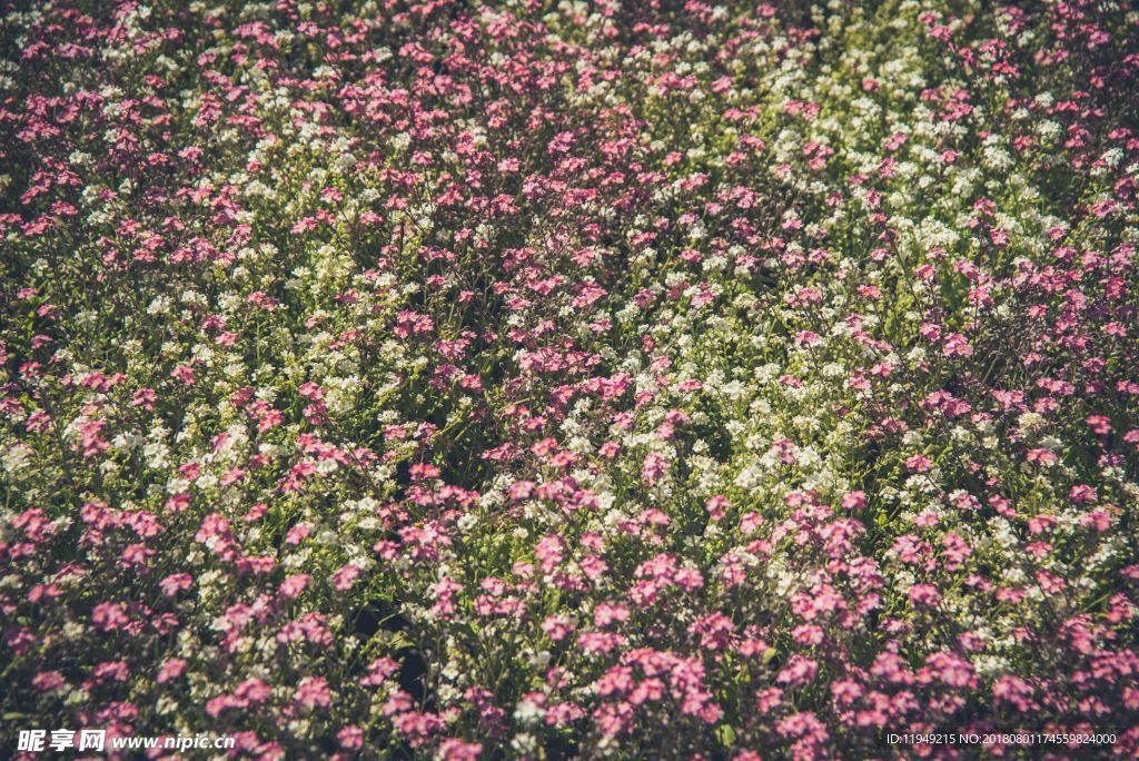 室内植物盆栽 园林盆栽