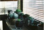 室内植物盆栽 园林盆栽