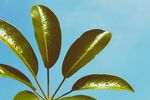 室内植物盆栽 园林盆栽