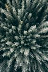 室内植物盆栽 园林盆栽