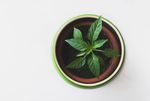 室内植物盆栽 园林盆栽