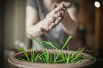 室内植物盆栽 园林盆栽