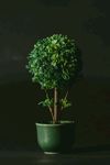 室内植物盆栽 园林盆栽