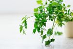 室内植物盆栽 园林盆栽
