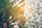室内植物盆栽 园林盆栽