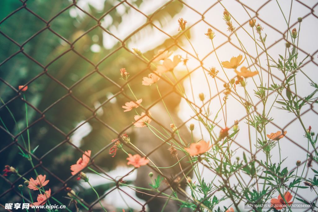 室内植物盆栽 园林盆栽