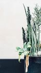 室内植物盆栽 园林盆栽