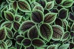 室内植物盆栽 园林盆栽 园艺