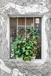室内植物盆栽 园林盆栽
