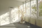 室内植物盆栽  园林盆栽